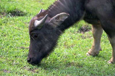 Horse grazing in field
