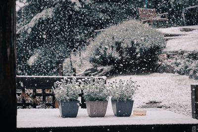 View of potted plants in city during winter