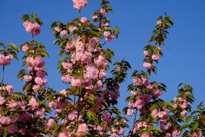 Low angle view of pink flowers against clear sky