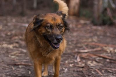 Close-up of dog looking away