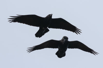 Low angle view of bird flying in sky