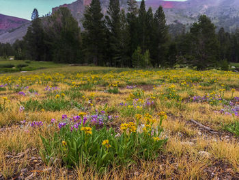View of flowering plants on land