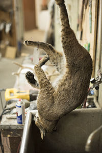 A bobcat hangs above a sink in a taxidermy shop.