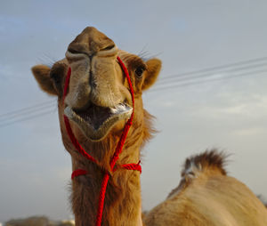 Close-up of a horse