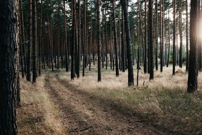 Trees in forest