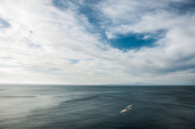 Seagull flying over sea against sky