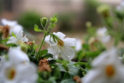 Close-up of wet white flowering plant