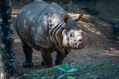 Close up of a large old rhinoceros at vandalur zoo in chennai tamil nadu india