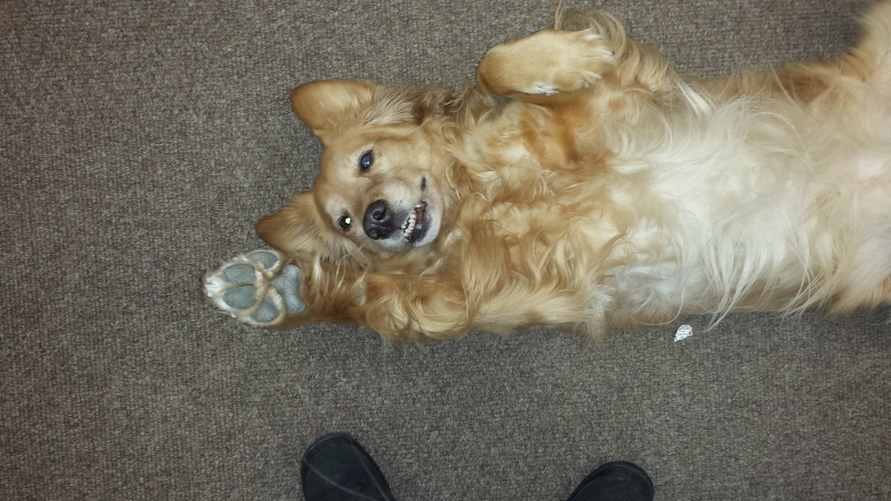 animal themes, pets, domestic animals, one animal, dog, mammal, high angle view, relaxation, indoors, lying down, resting, portrait, young animal, sitting, looking at camera, puppy, flooring, animal hair, animal head, directly above