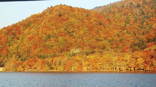 Scenic view of trees by lake during autumn