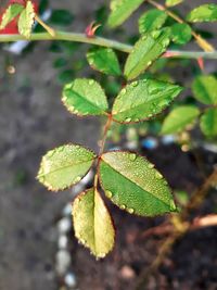 Close-up of green leaves