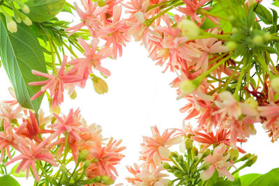 Low angle view of flowering plant