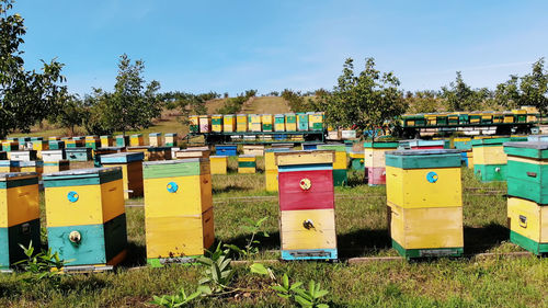 apiary