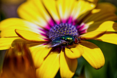 Close-up of insect on yellow flower
