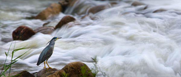 Bird in water