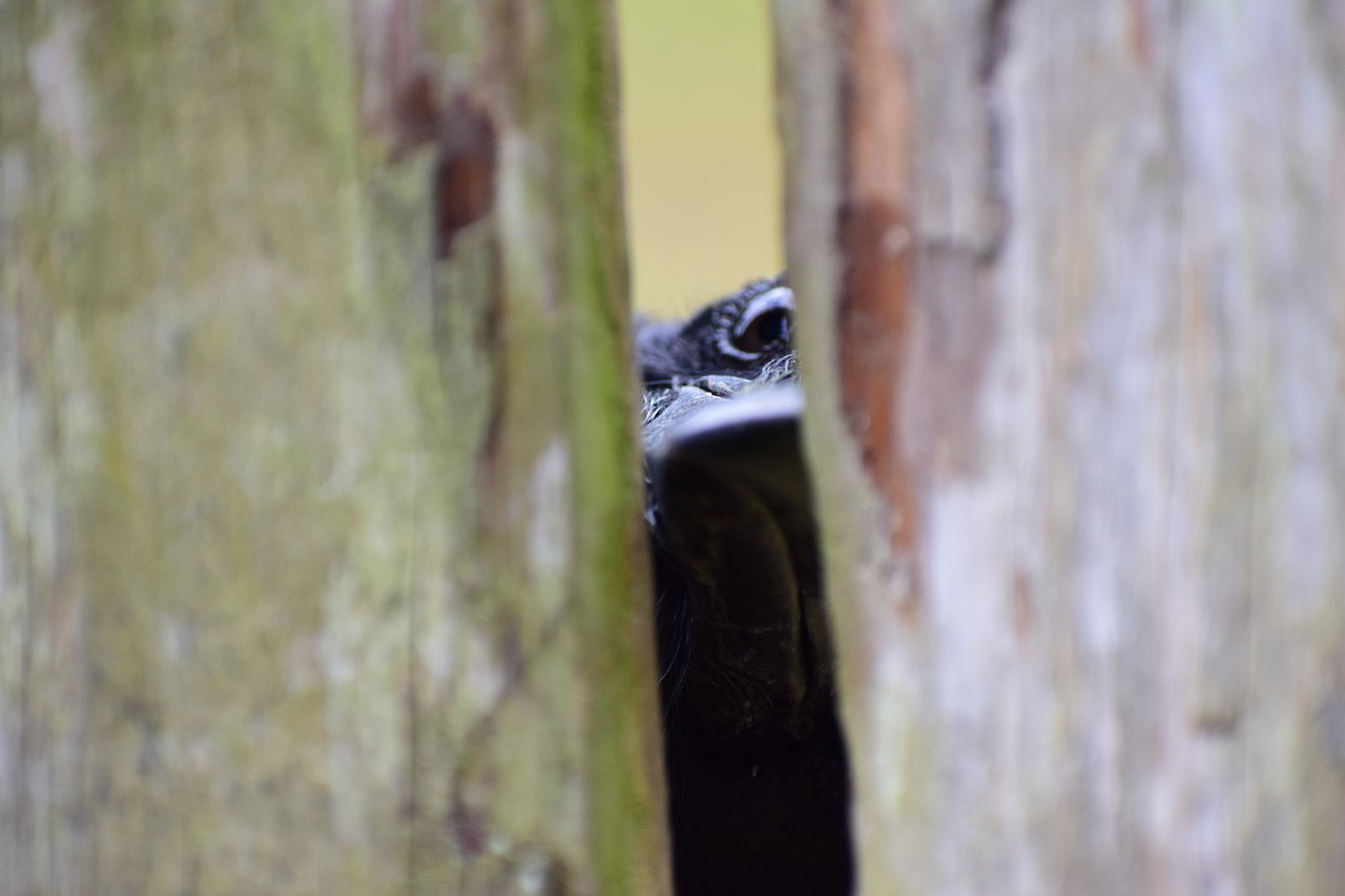 CLOSE-UP OF LIZARD ON WOODEN TREE TRUNK