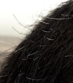 Close up of grass in water