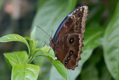 Close-up of butterfly perching on plant