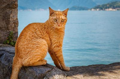 Portrait of a cat