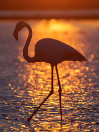 Close-up of silhouette bird against lake during sunset