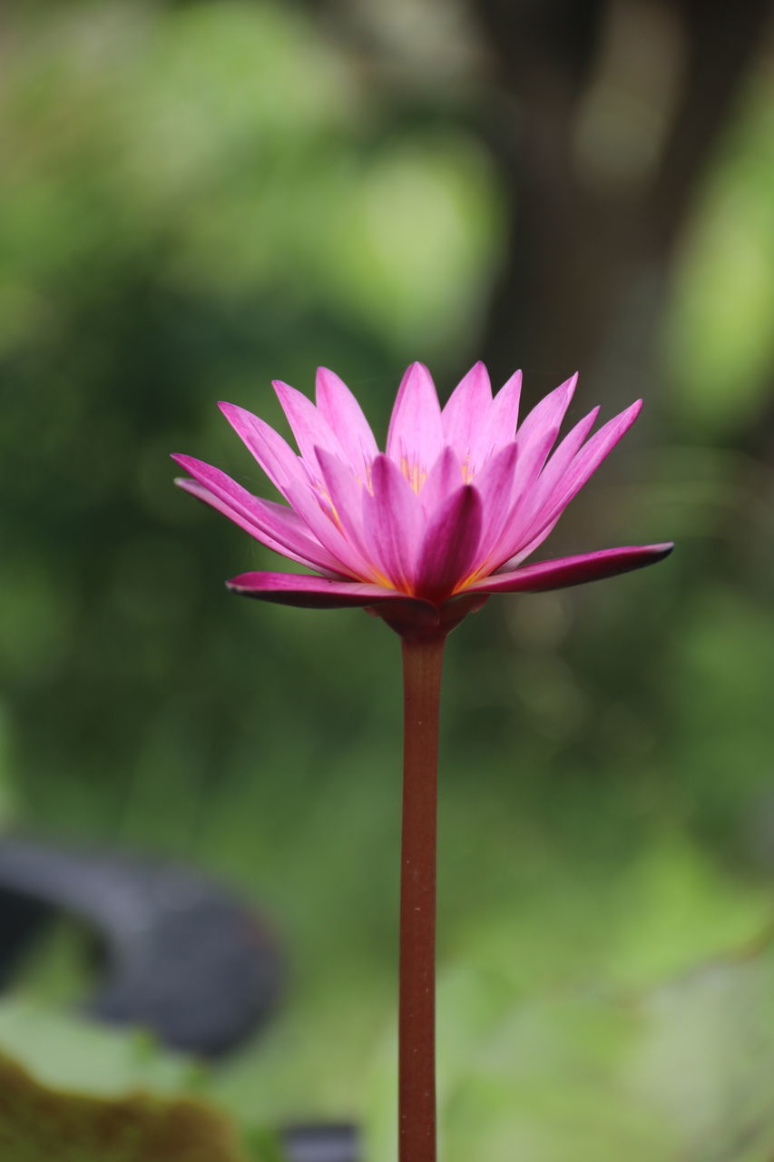 CLOSE-UP OF PINK LOTUS