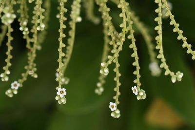 Close-up of flowering plant