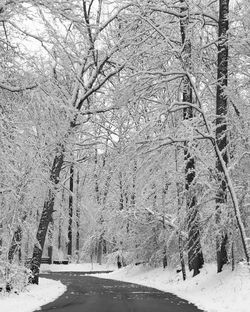 Bare trees on snow covered landscape