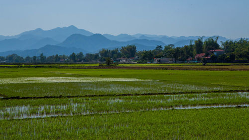 Scenic view of rice field against sky