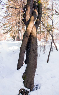 Man standing on snow covered tree