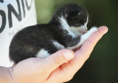 Close-up of hand holding kitten