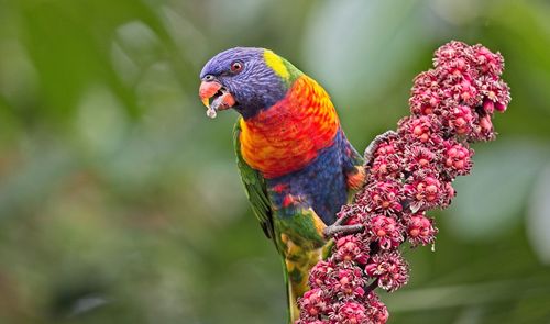 Close-up of parrot perching on flower