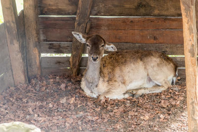 Deer standing in wood
