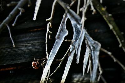 Close up of wood