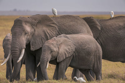 View of elephant on field