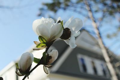 Low angle view of white flowers against sky