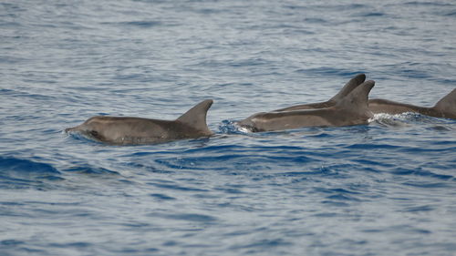 Fish swimming in sea