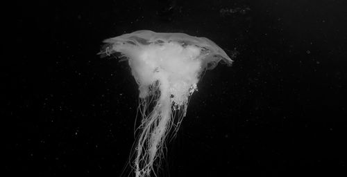 Close-up of jellyfish swimming in sea