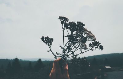 Person holding plant against sky