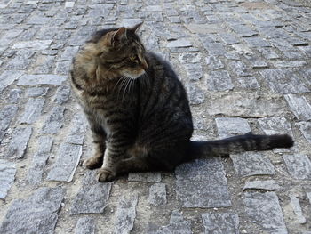 Cat sitting on brick wall