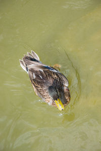 High angle view of duck swimming in lake