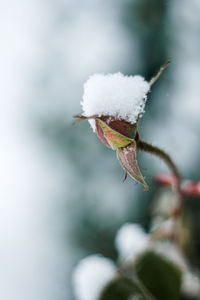 Close-up of snow on plant