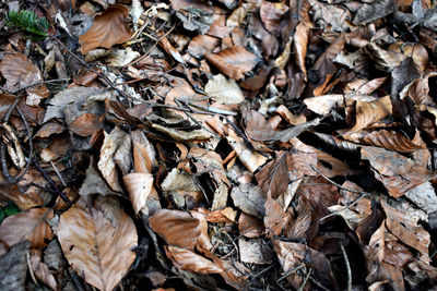 Full frame shot of dried autumn leaves on land