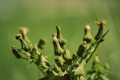 Close-up of plant