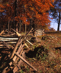 Trees in forest during autumn