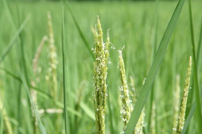 Close-up of crops growing on field