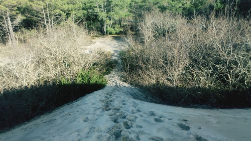 Scenic view of forest during winter