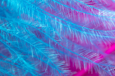 Full frame shot of feathers