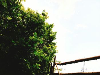 Low angle view of trees against sky