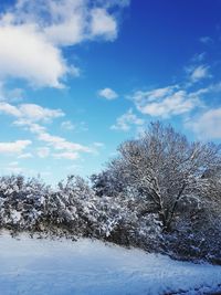 Snow covered trees against sky