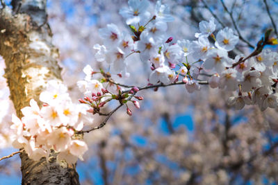 Close-up of cherry blossom tree